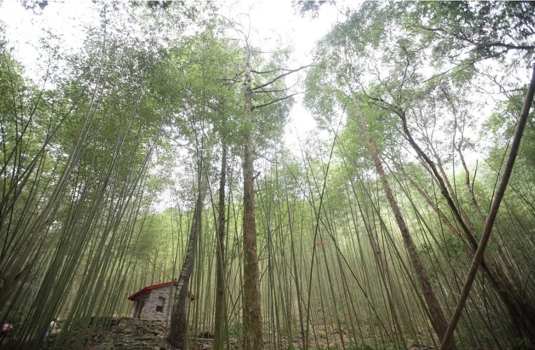 台中八仙山國家森林遊樂園-竹林步道