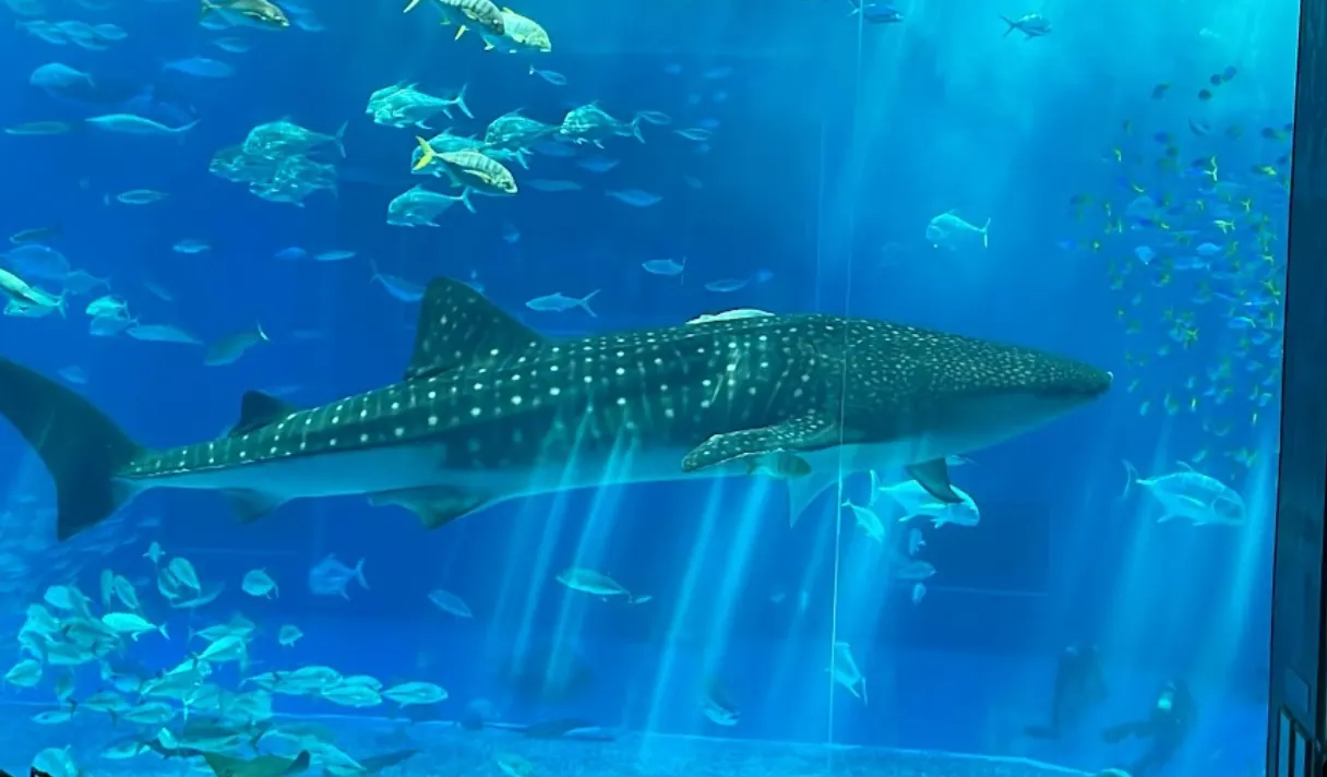 沖繩本部町美麗海水族館的鯨鯊