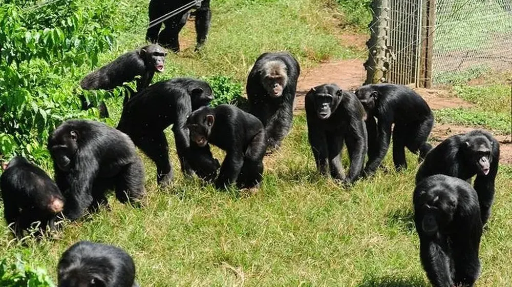 Ngamba Island Chimpanzee Sanctuary: Northwest of Entebbe