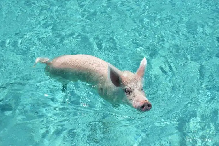Bahamas trip cost - The Pig Beach