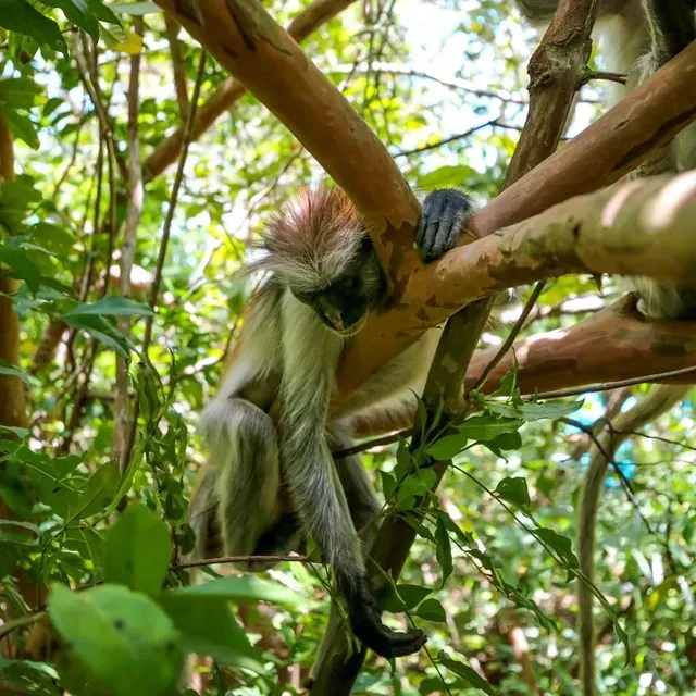 Jozani Forest, Zanzibar