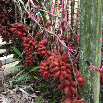 ตำบลมาบข่า : สวนลุงพิชัย (Source: Thailand Tourism Directory)