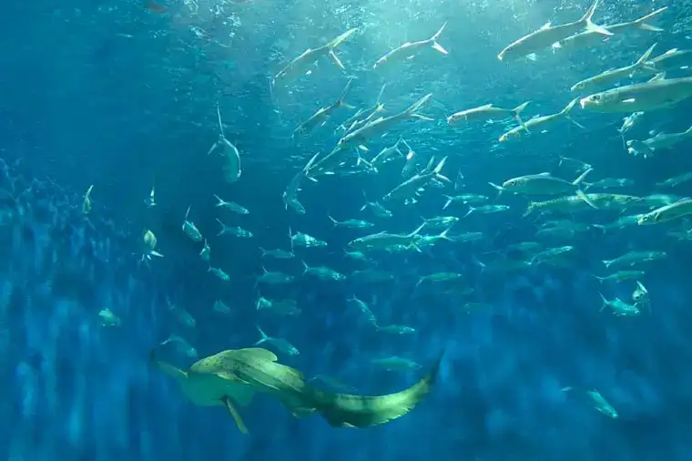 マニラ・オーシャンパーク