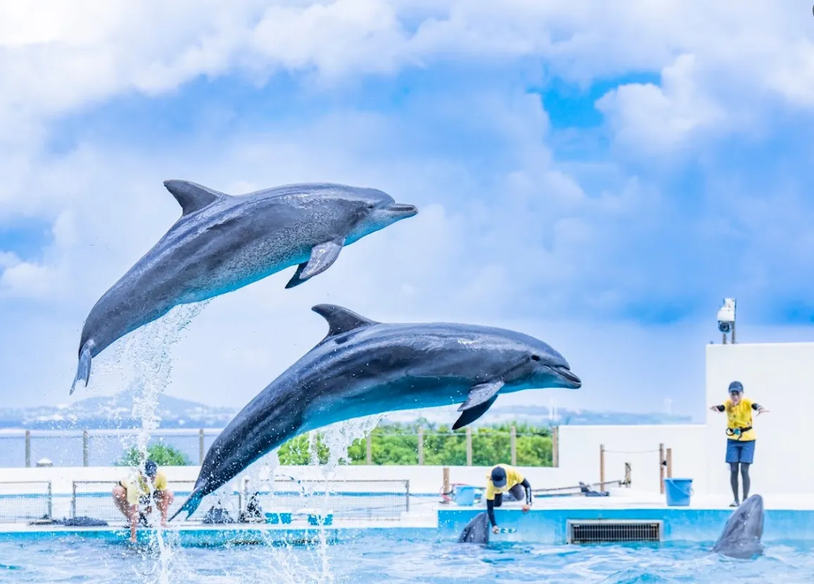 沖繩本部町美麗海水族館的海豚劇場