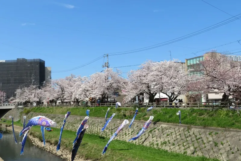 鳥取県,米子市,鳥取市,鳥取大学,袋川桜土手の桜