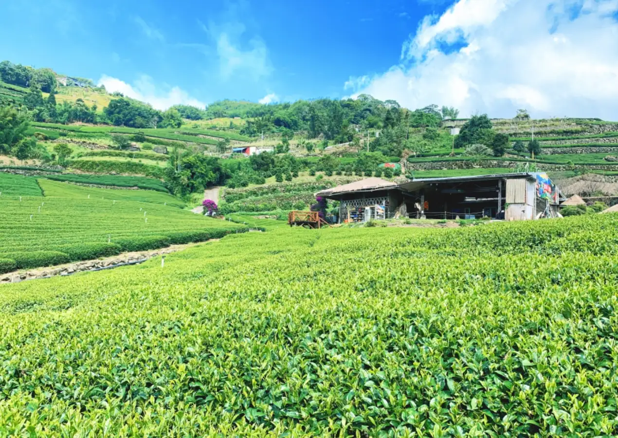 阿里山的茶葉入口回甘醇厚，包含烏龍茶、金萱茶、珠露茶等都是享譽盛名。