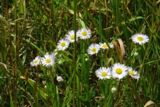長万部町, 静狩湿原の植物