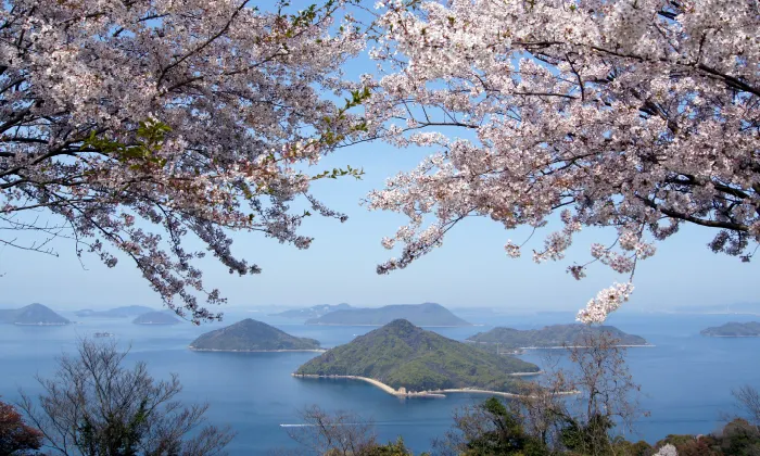 上島町,積善山の桜