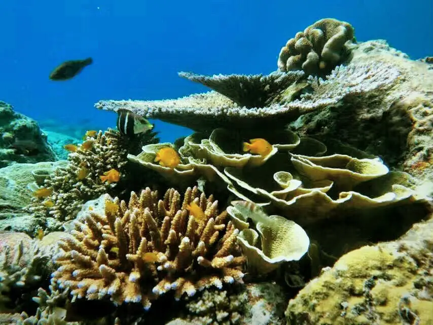 แนวประการังบริเวณอุทยานแห่งชาติหมู่เกาะสุรินทร์ (แหล่งที่มาของภาพ: xiaoyingziangel/Trip)
