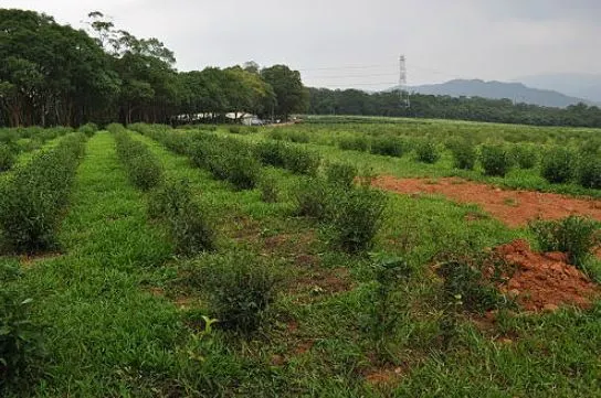 苗栗四月雪小徑通往山上的慈濟茶園