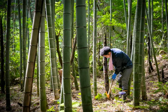 遊佐町, 遊佐町の竹林