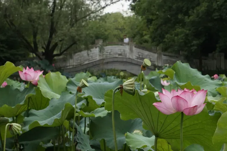 Xixi National Wetland Park