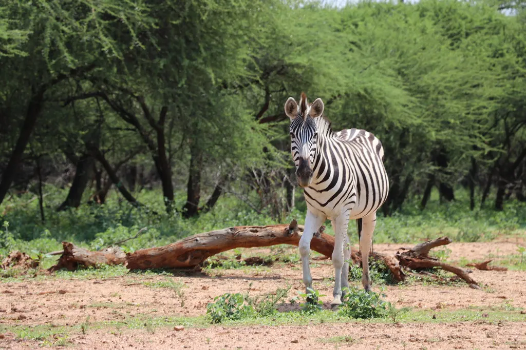 Gaborone Game Reserve. Source: Photo by Global Water Partnership / Flickr.
