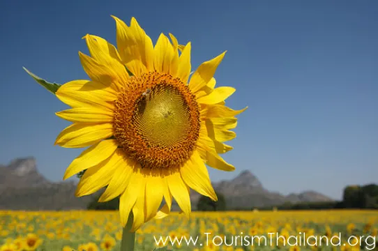 อำเภอชนแดน : ทุ่งทานตะวันที่บึงสามพัน (Source: การท่องเที่ยวแห่งประเทศไทย)