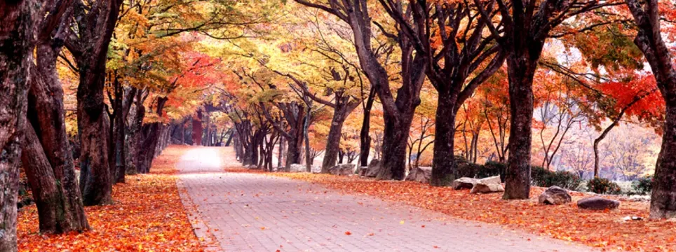 井邑市, 内蔵山の紅葉トンネル