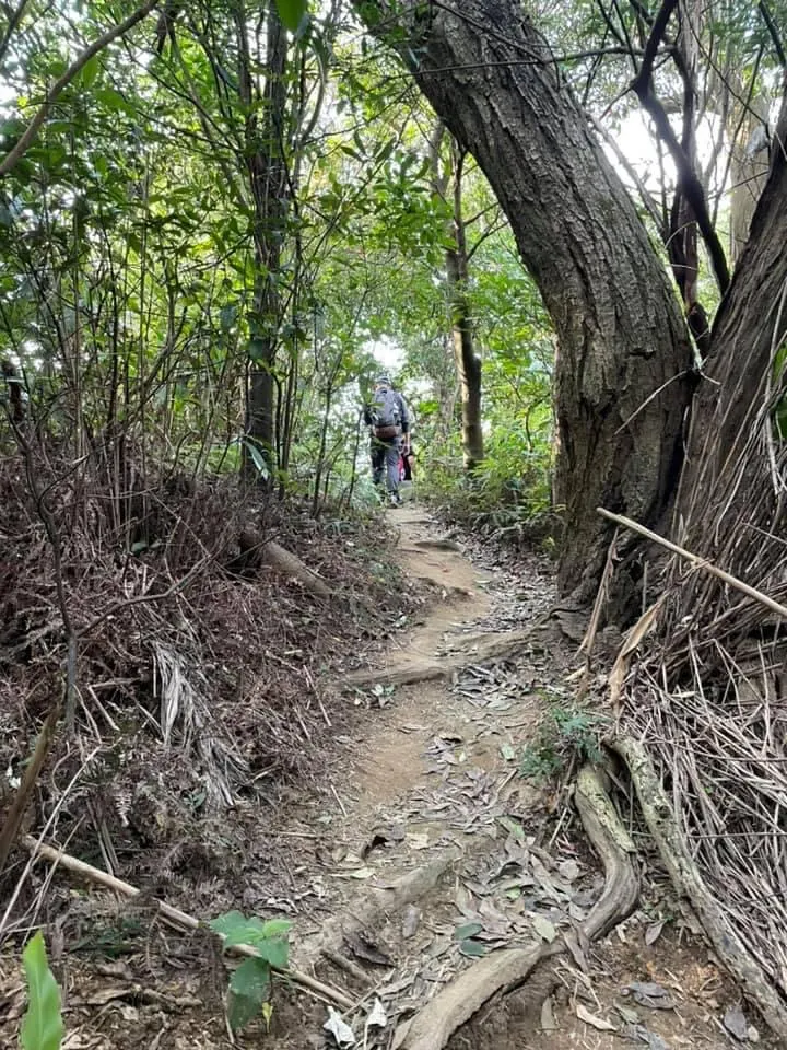 台北象山的樹林步道