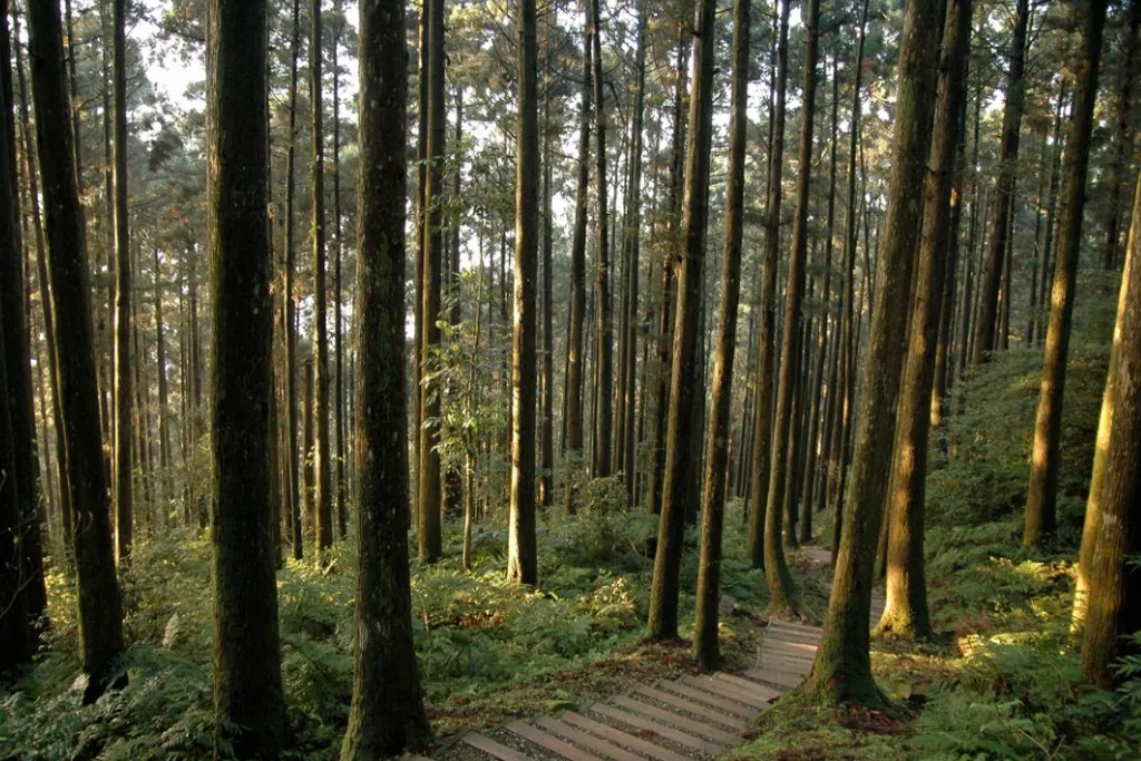 桃園東眼山國家森林遊樂區裡的柳杉林 (自導式步道)。