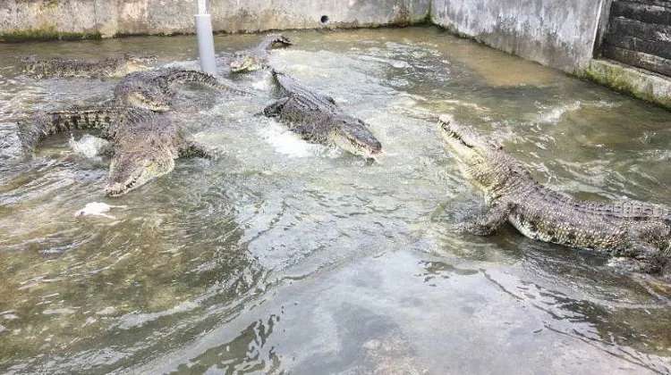 Taman Buaya Teluk Sengat