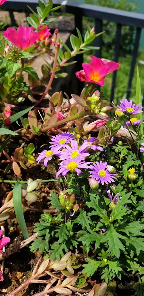 在清遠桃花湖賞花 