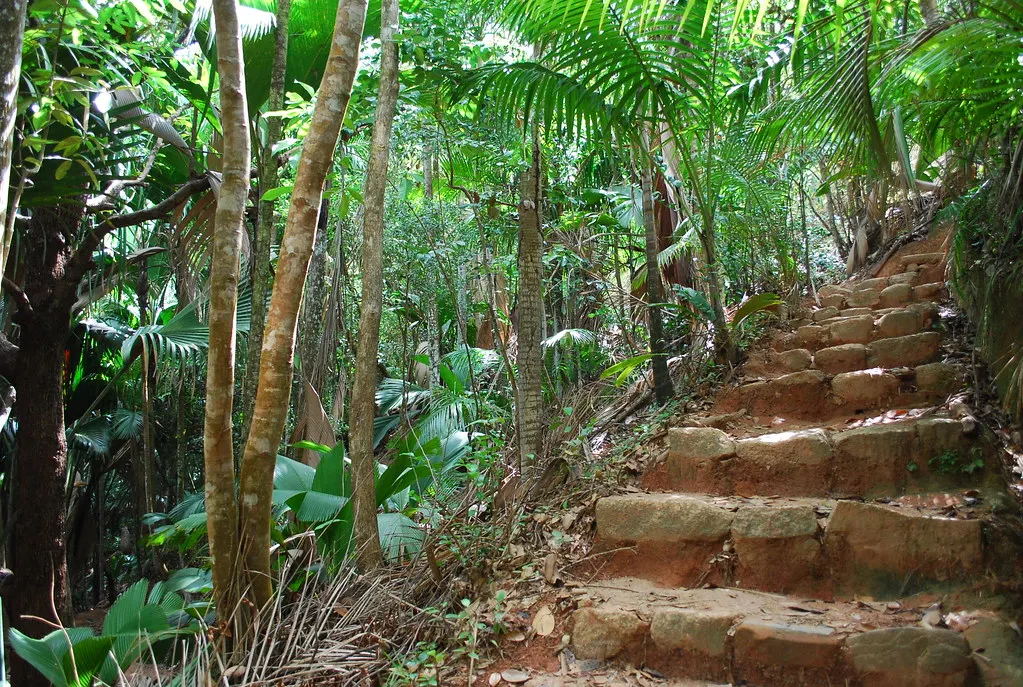 Vallée de Mai Nature Reserve, Praslin Island. Source: Photo by Dave / Flickr.