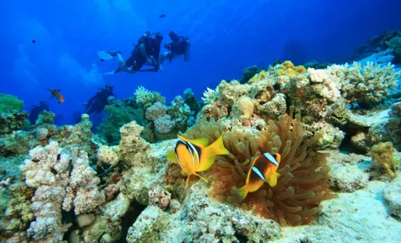 峴港美溪海灘的潛水體驗