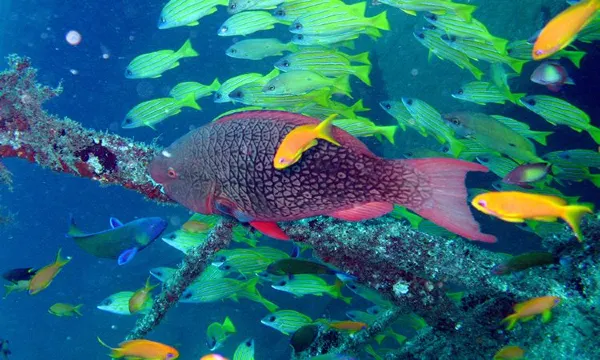 Mombasa Marine National Park. Source: Photo by Maasai Mara National Park / maasaimarakenyapark.com