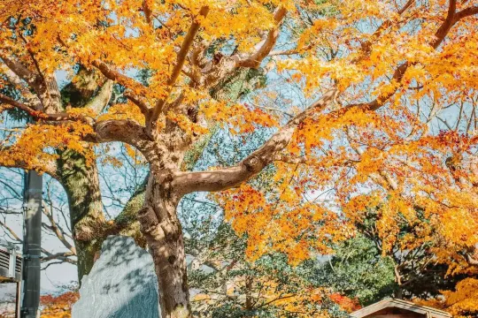 伊勢|伊勢神宮|紅葉