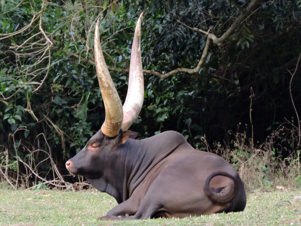 An Ankole bull at Uganda Wildlife Education Centre (UWEC), Entebbe. Source: Photo by David Bygott / Flickr
