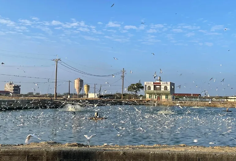 台南學甲慈濟宮週遭的魚塭景色。圖片來源：Google Map (Wei-Ting Chi 攝)