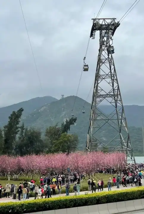 觀景山的山腳種有約 80 棵櫻花樹。