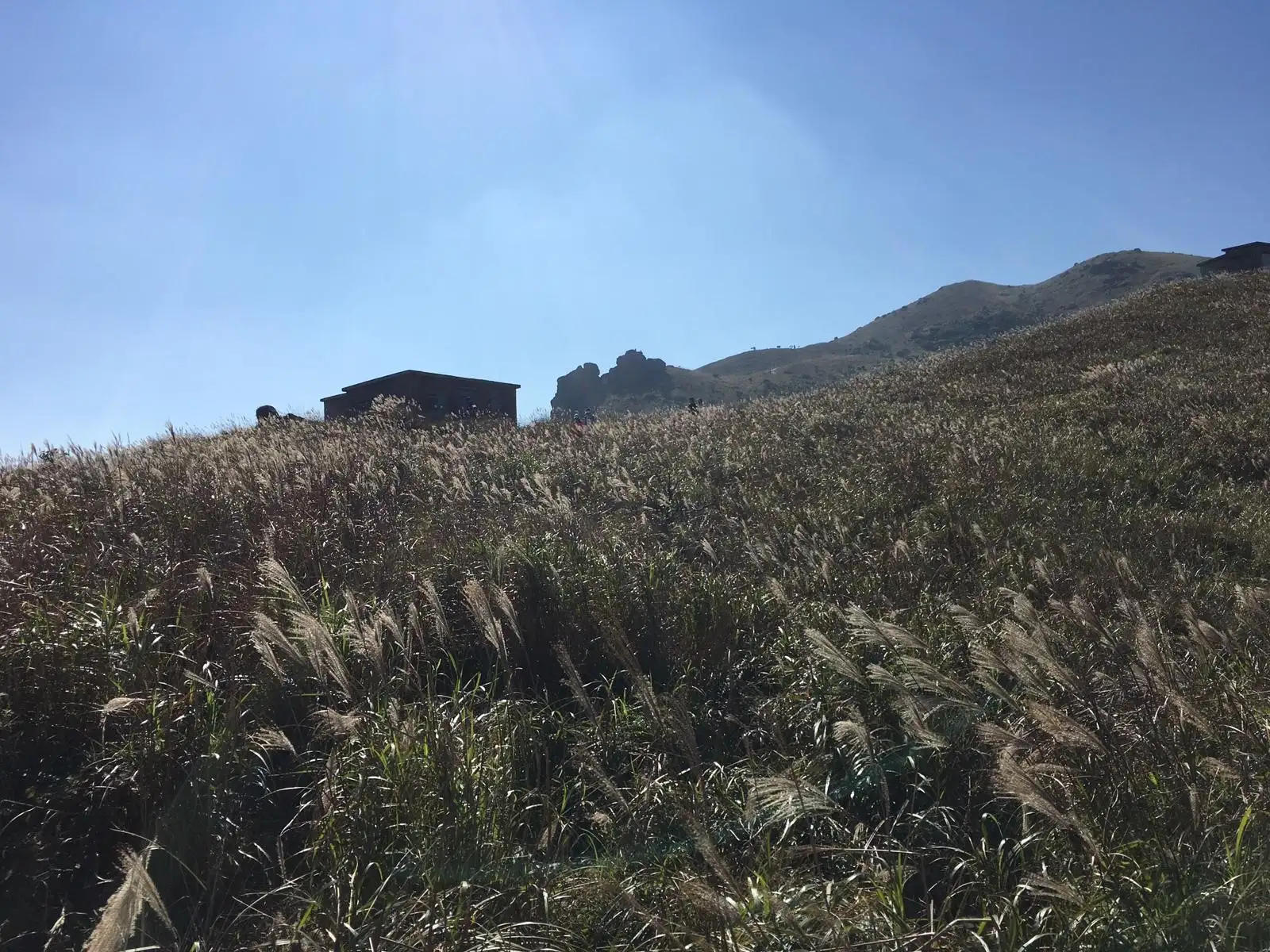 大東山除了芒草,還有爛頭營石屋。