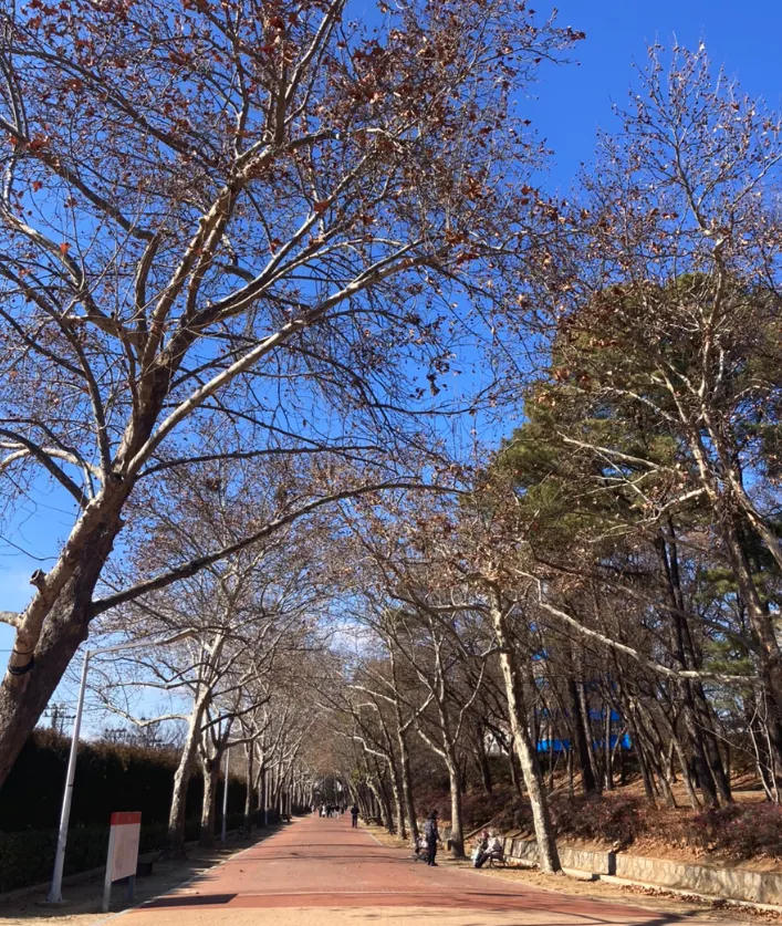 경북대학교대구캠퍼스(출처: blog.naver.com/itwas51017that)