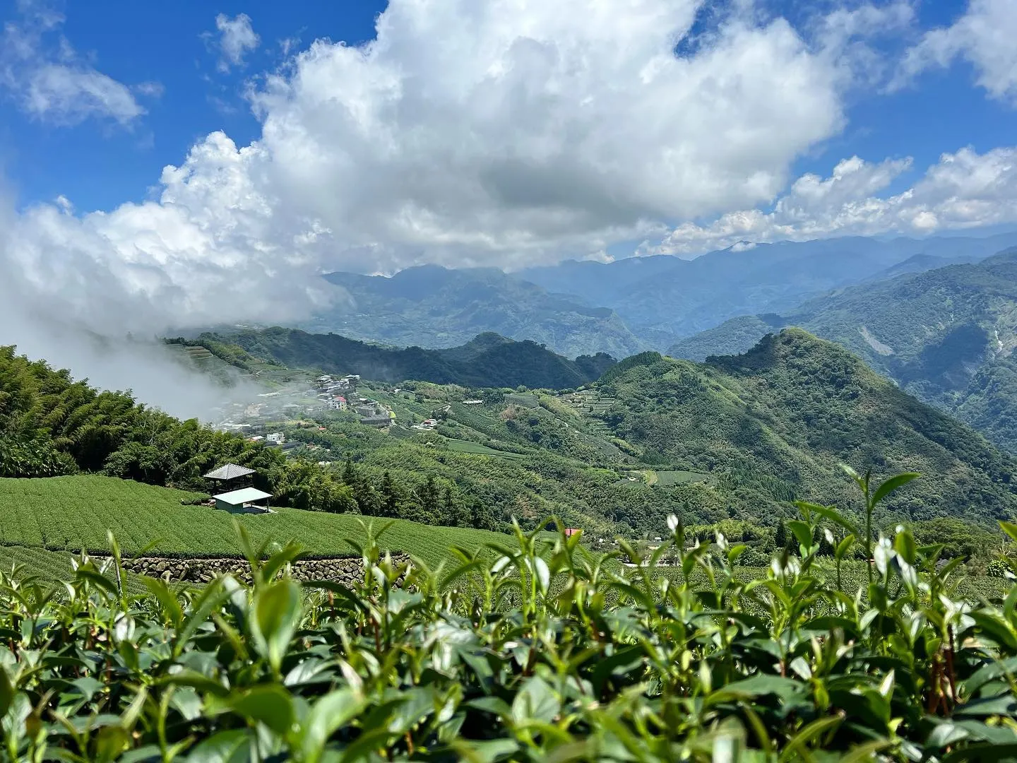 臺灣嘉義二延平步道的茶霧步道