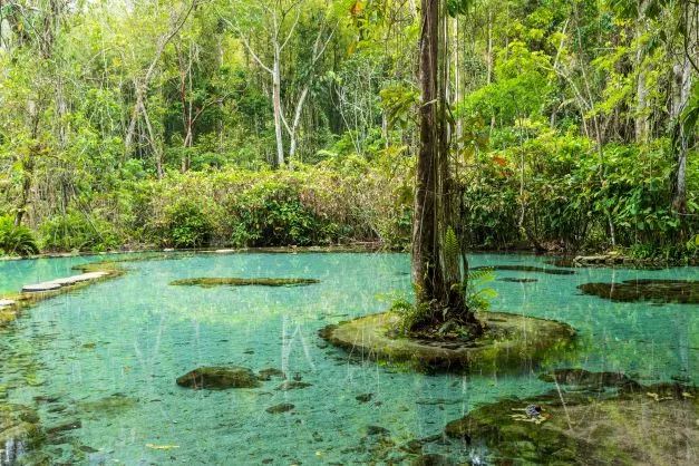 ป่าต้นน้ำบ้านน้ำราด อ.คีรีรัฐนิคม จ.สุราษฎร์ธานี (แหล่งที่มาของภาพ: การท่องเที่ยวแห่งประเทศไทย)