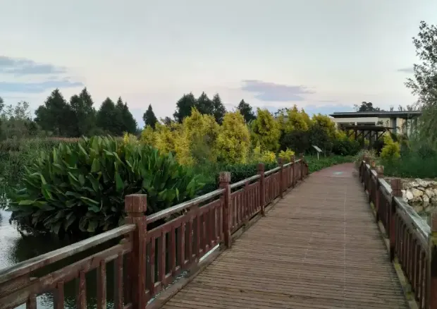 雲林古坑綠色隧道公園實景。
