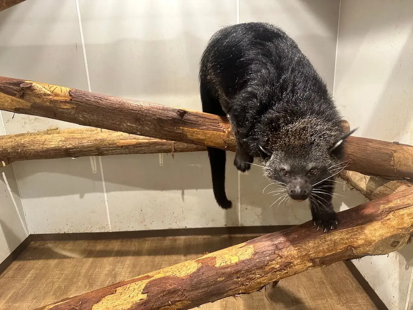 八尾市阿尼瑪奇小動物園