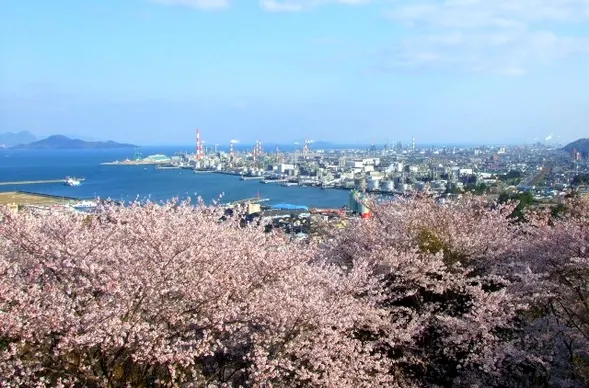 大竹市　亀居城　桜