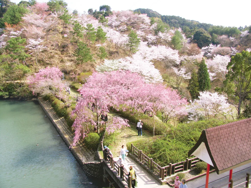 福岡県,添田町,筑豊地域,添田公園の桜