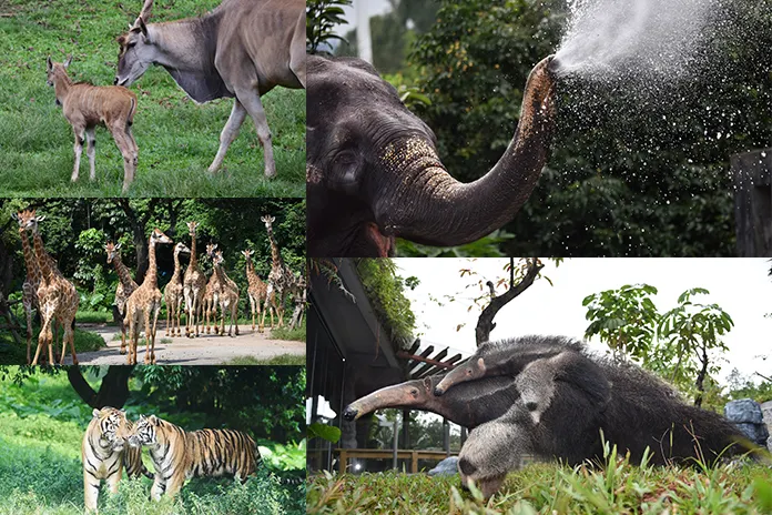 Shenzhen Safari Park