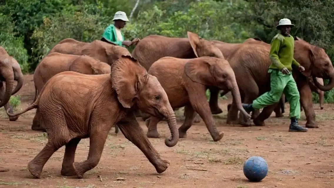 Nairobi David Sheldrick Wildlife Trust