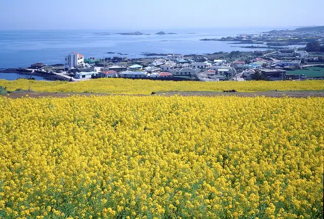 韓国・済州島の3月の気温