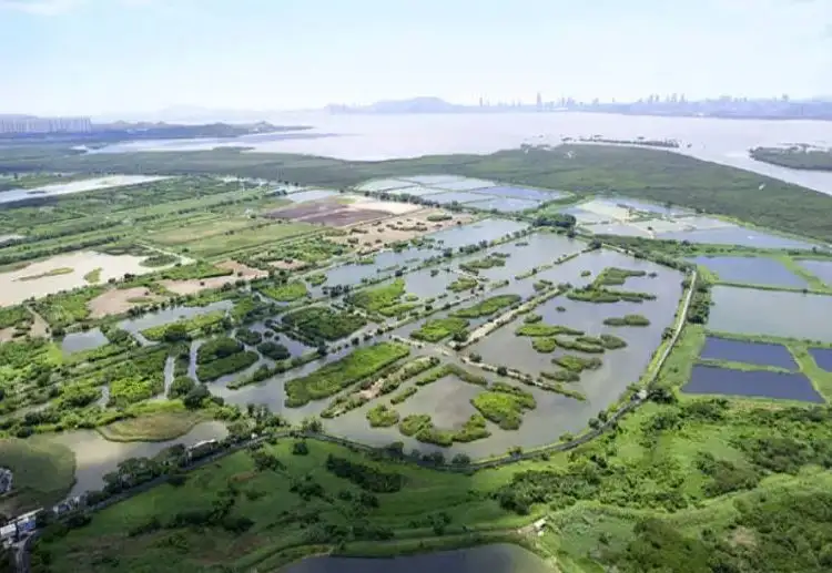 米埔自然保護區面積超過 380 公頃。