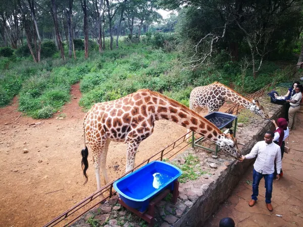 Giraffe Centre, Nairobi