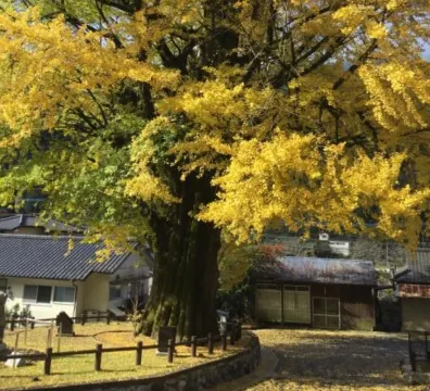 五木村, 宮園の大イチョウ
