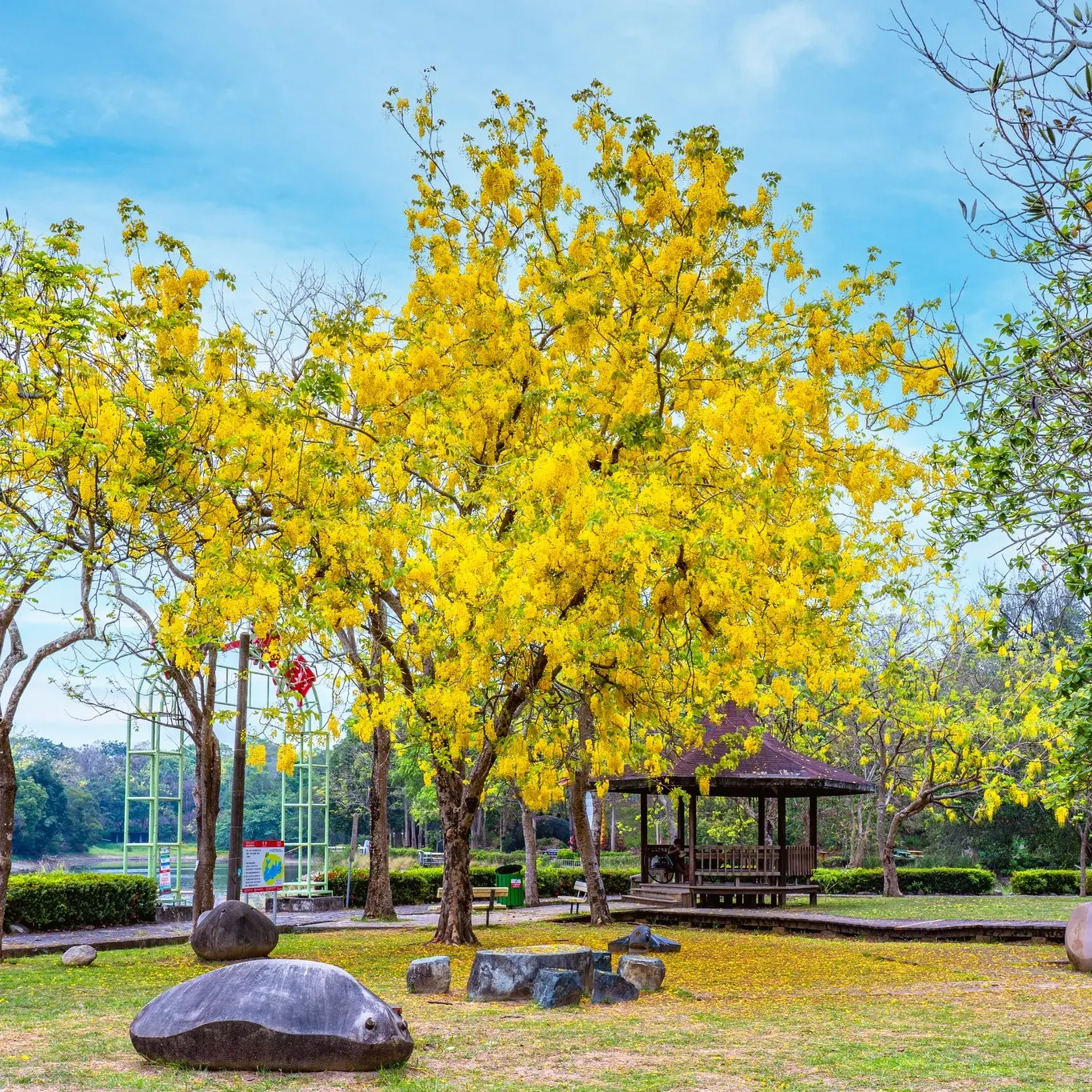 臺灣臺南市西拉雅國家風景區的虎頭埤風景區阿勃勒花季