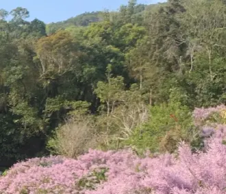 雲林古坑綠色隧道公園周邊。