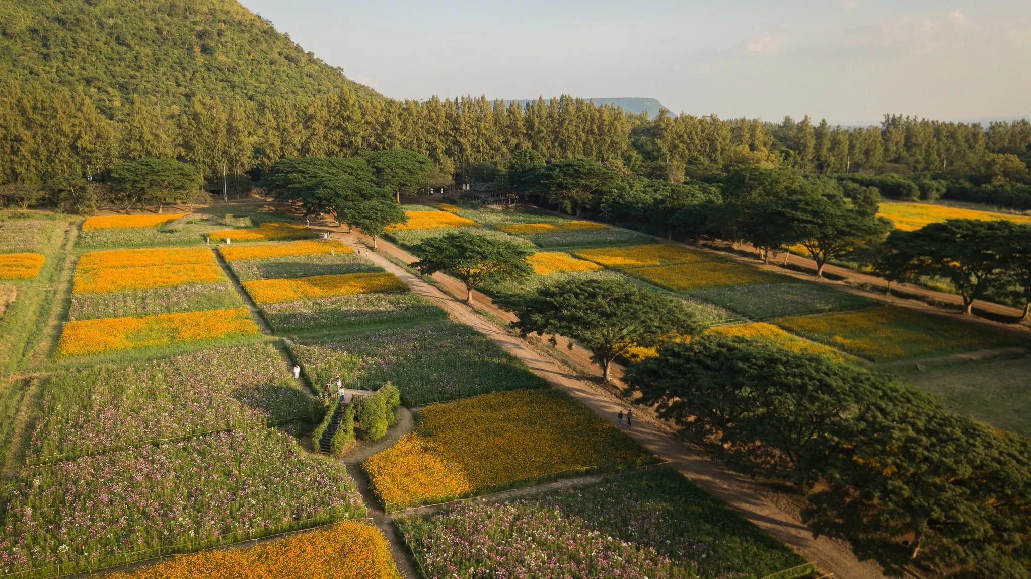 อำเภอปักธงชัย จิม ทอมป์สัน ฟาร์ม (ที่มา: Jim Thompson Farm)