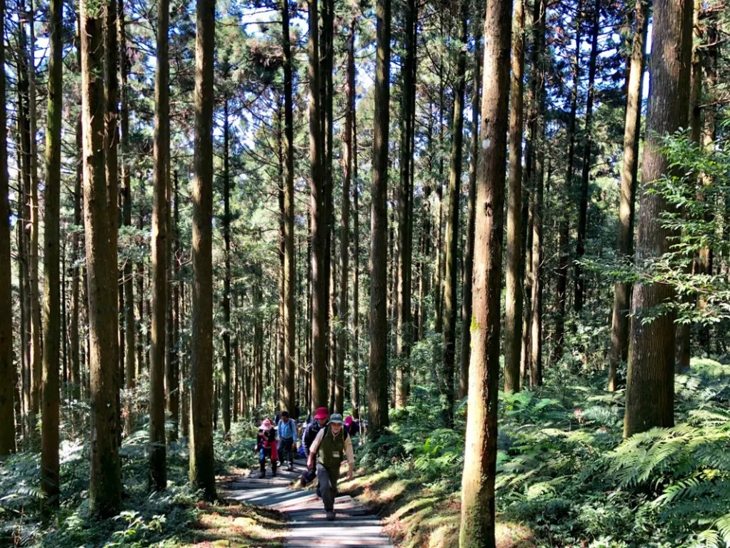 在桃園東眼山國家森林遊樂區中的柳杉林健行。