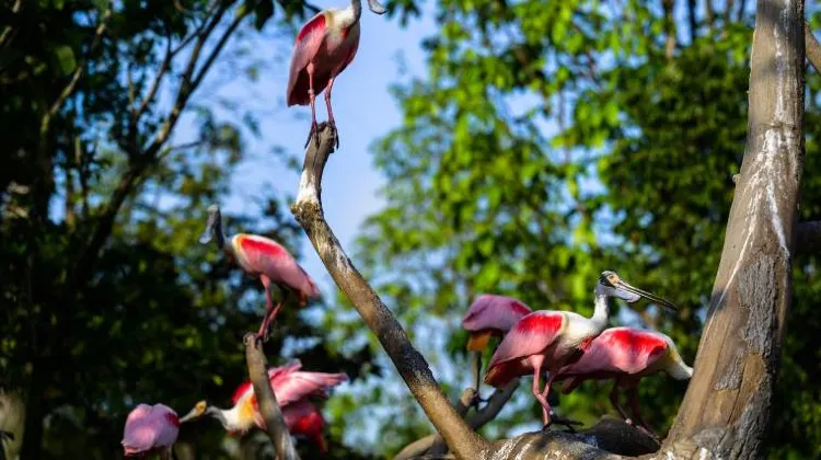 Bird Paradise Singapore