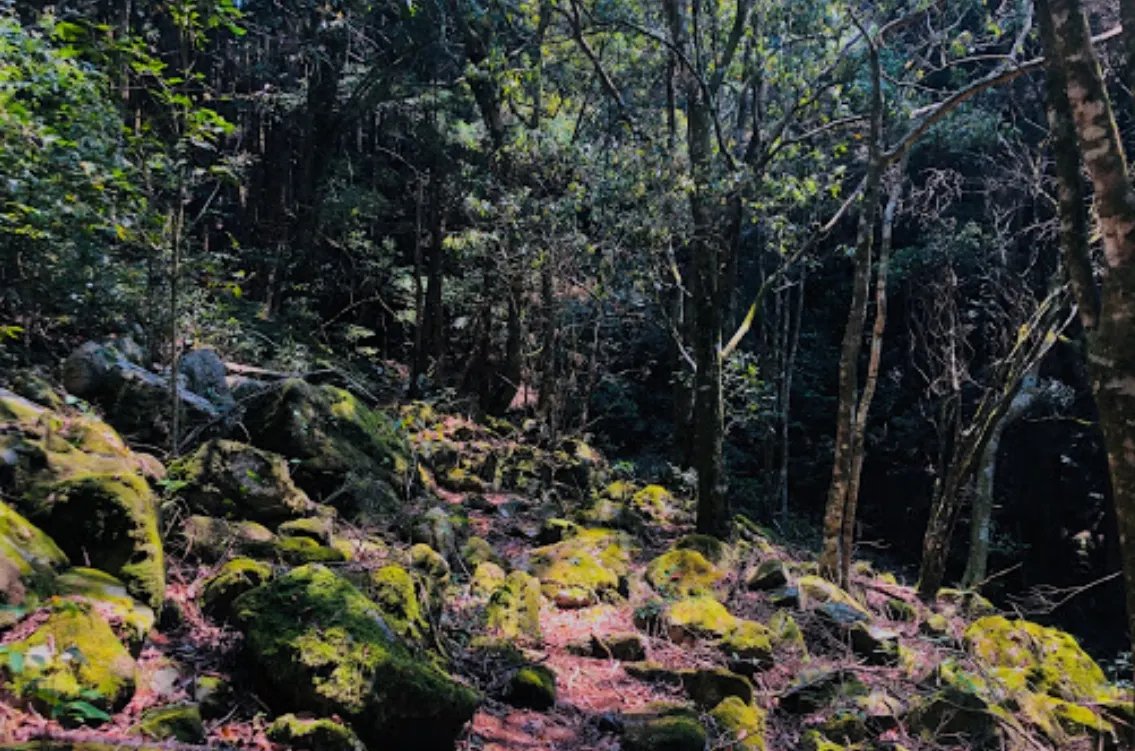 台中馬崙山登山步道